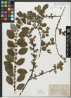 Foto von Salix myrsinifolia Salisb.
